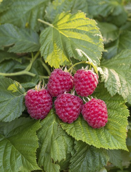 Dwarf raspberry (Rubus idaeus RUBY BEAUTY), Cambridge Botanical Garden, Germany