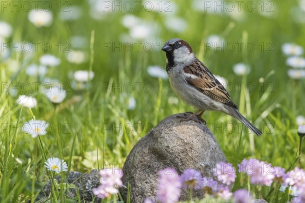 House Sparrow (Passer domesticus) male perched on a stone on a meadow, Mecklenburg-Western, Pomerania, Germany