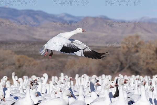 Snow Goose (Anser caerulescens) flying, New Mexico, USA