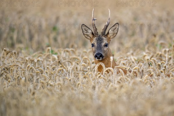 Roebuck (Capreolus capreolus) in wheat, Vechta, Lower Saxony, Germany