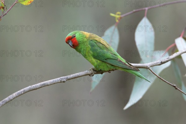Little Lorikeet (Parvipsitta pusilla), Victoria, Australia