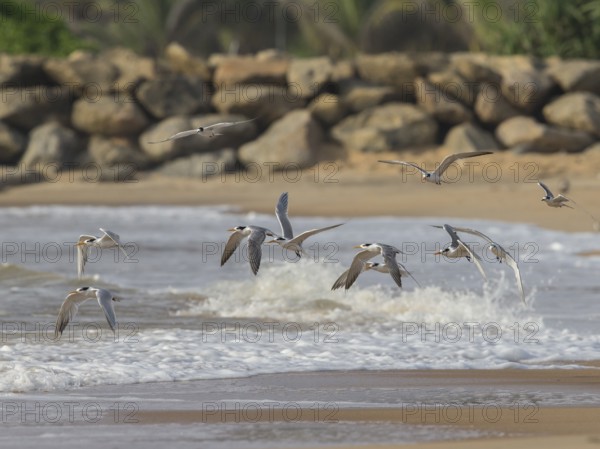 Lesser Crested Tern (Thalasseus bengalensis) group flying, Sri Lanka