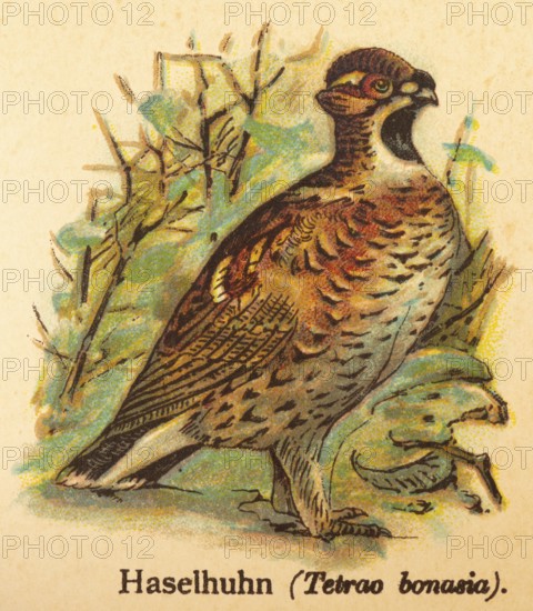 Hazel grouse (Tetrastes bonasia) or World of Birds, historical illustration 1890