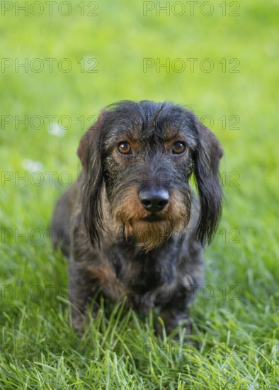 Rough-haired dachshund (Canis lupus familiaris) male, 4 years old, animal portrait, sitting on a meadow, Stuttgart, Baden-Württemberg, Germany