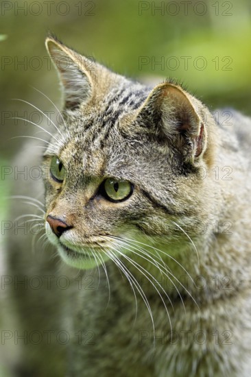 European wildcat or forest cat (Felis silvestris), captive, Switzerland