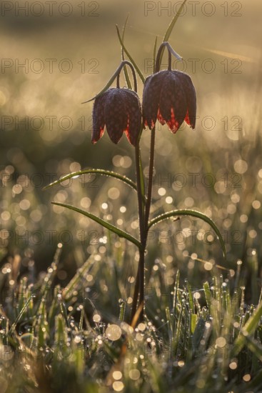 Snake's Head Fritillary (Fritillaria meleagris), Emsland, Lower Saxony, Germany