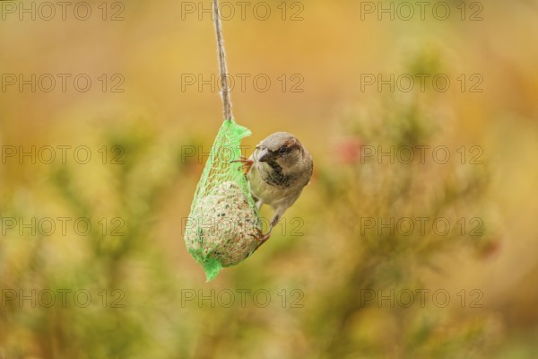Male house sparrow (Passer domesticus) feeding on a hanging suet ball at a garden bird feeder, warm autumn background with soft natural bokeh, Germany