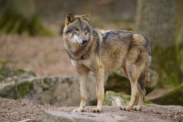A wolf stands in the forest and looks away sideways, Wolf (Canis Lupus), Germany