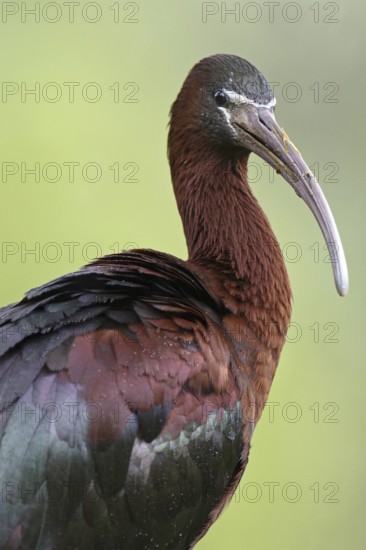 Glossy Ibis (Plegadis falcinellus), Asturias, Spain