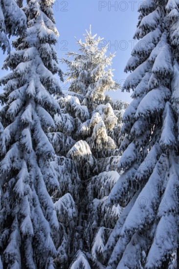 Winter landscape, snowy trees and branches