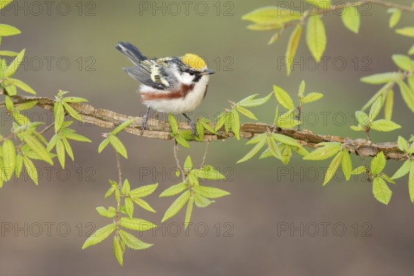 Chestnut-sided Warbler (Setophaga pensylvanica) perched on a branch, Texas, USA