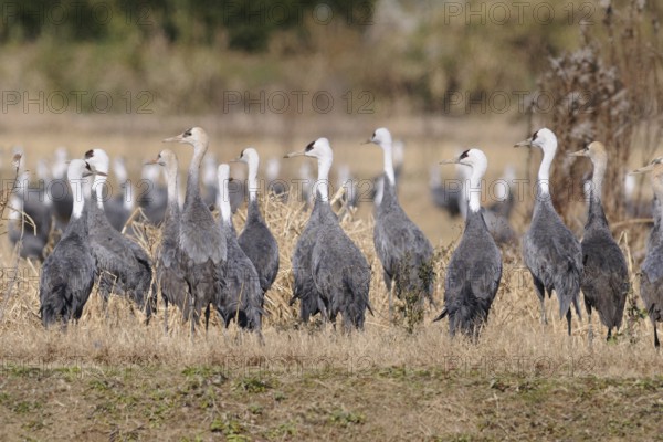 Hooded Crane (Grus monacha), Arasaki, Japan