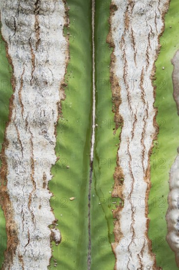 A detailed close up shot of a cactus trunk showcasing its unique texture and vivid green and white colors. The intricate patterns highlight the organic beauty of this resilient plant