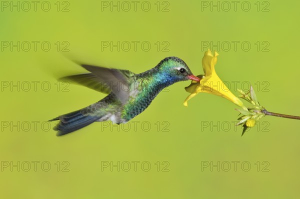 Broad-billed Hummingbird (Cynanthus latirostris), Arizona, USA