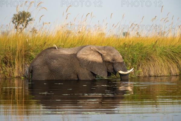 African elephant (Loxodonta africana) in the swamp, Xakanaxa Lagoon, Okavango Delta, Moremi Game Reserve, Botswana