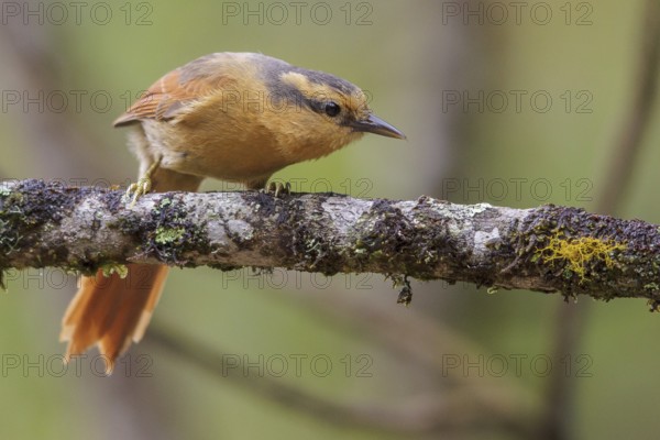 Buff-fronted Foliage-gleaner (Philydor rufum) perched on a branch in the Atlantic rainforest of southeast Brazil