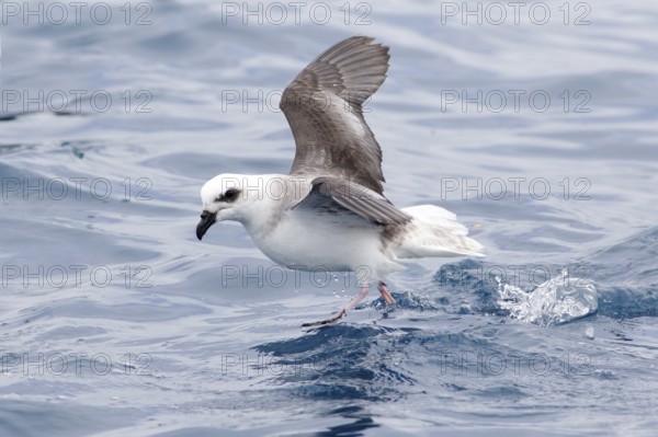White-headed Petrel (Pterodroma lessonii), Victoria, Australia
