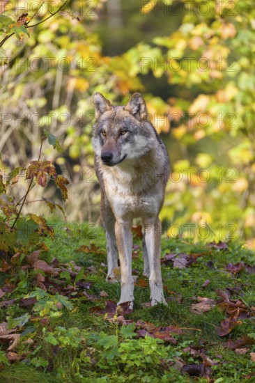 A eurasian gray wolf (Canis lupus lupus) stands on a meadow on a hill with a colourful foliage in the background