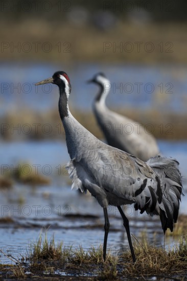 Common crane (Grus grus), Hornborga, Sweden