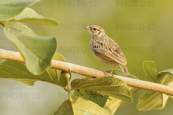 Indochinese Bush Lark (Mirafra erythrocephala), Doi Chaing Dao, Thailand
