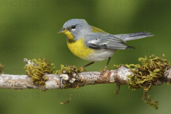 Northern Parula (Setophaga americana), Texas, USA