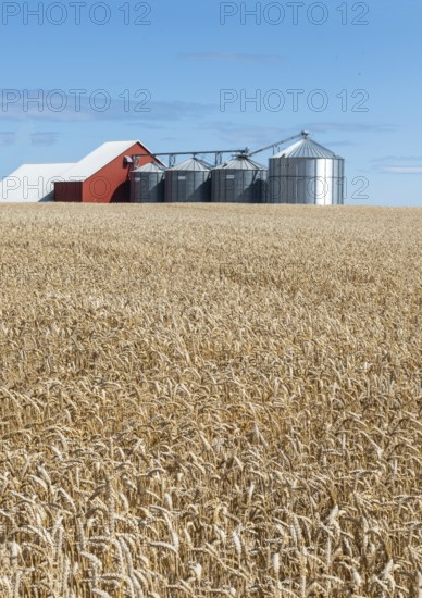 Field of wheat at silos at Sjörup, Ystad municipality, Skåne, Sweden, Scandinavia