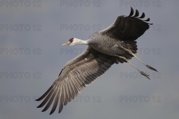 Hooded Crane (Grus monacha), Arasaki, Japan