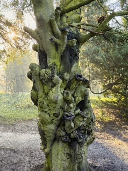 Photo of an old tree in a park with a heavily gnarled and overgrown trunk. The conspicuous growths, which are overgrown with moss, give the tree a unique and almost sculptural appearance, Düsseldorf, Germany