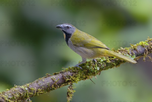 Buff-throated-Saltator (Saltator maximus) - at the Nature Pavilion in La Virgen, Costa Rica