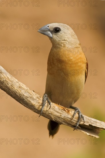 Yellow-rumped Mannikin (Lonchura flaviprymna), Western Australia, Australia