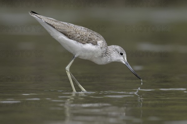 Common Greenshank (Tringa nebularia), Gambia