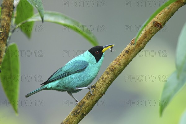 Green Honeycreeper Chlorophanes spiza San Jose, Costa Rica 7 November Adult Male Thraupidae