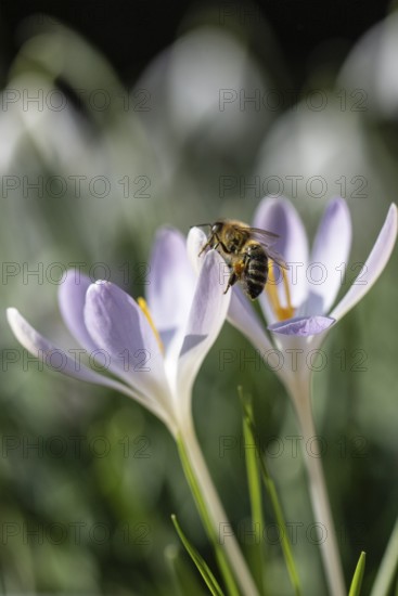 Elfin crocus (Crocus tommasinianus) with honey bee (Apis mellifera), Emsland, Lower Saxony, Germany