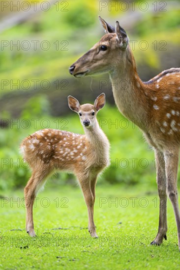 Sika deer (Cervus nippon) mother with her fawn on a meadow, Bavaria, Germany