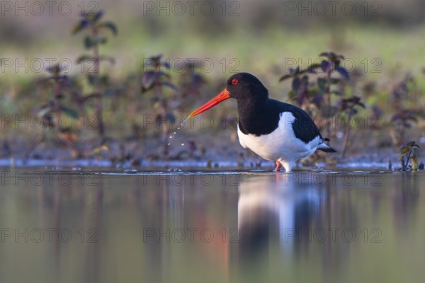 Eurasian Oystercatcher (Haematopus ostralegus), North Rhine-Westphalia, Germany