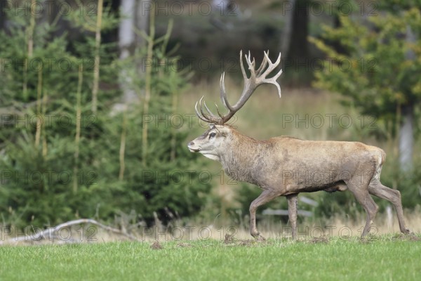 Red deer (Cervus elaphus) during the rutting season, capital stag in a forest clearing, wildlife, autumn, Sauerland, North Rhine-Westphalia, Germany