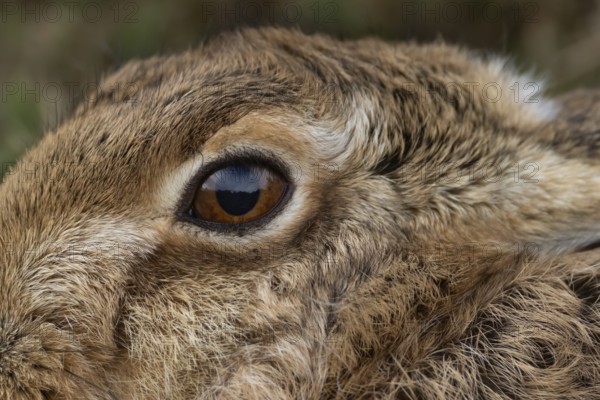 European brown hare (Lepus europaeus) adult animal close up of its head and eye, England, United Kingdom
