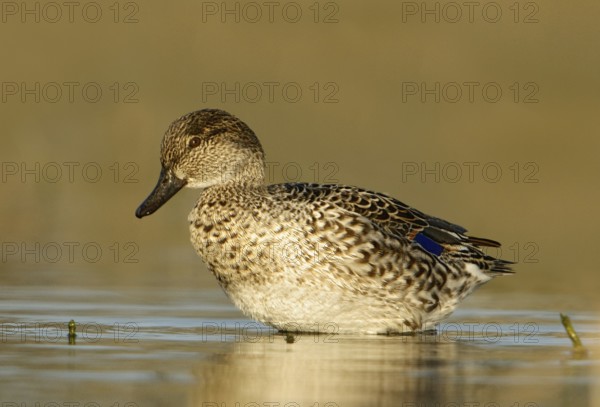 Green-winged Teal (Anas carolinensis) female, Texas, USA