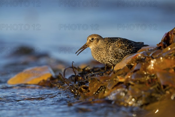 Purple Sandpiper, (Calidris maritima), Animals, Birds, Waders, Varanger, Finnmark, Norway