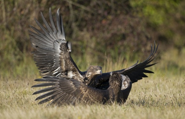 White-tailed Eagle (Haliaeetus albicilla) juvenile, Poland