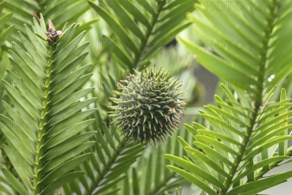 Wollemia (Wollemia nobilis), female flower, Garden Heidi and Gerhard Haimerl, Germany