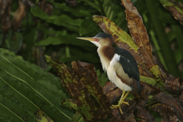 Least Bittern (Ixobrychus exilis), Florida, USA
