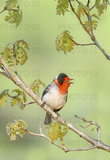 Red-faced Warbler (Cardellina rubrifrons) singing from a branch, Arizona, USA