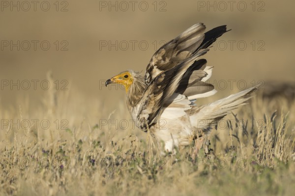 Egyptian Vulture (Neophron percnopterus) in field, Castile-La Mancha, Spain