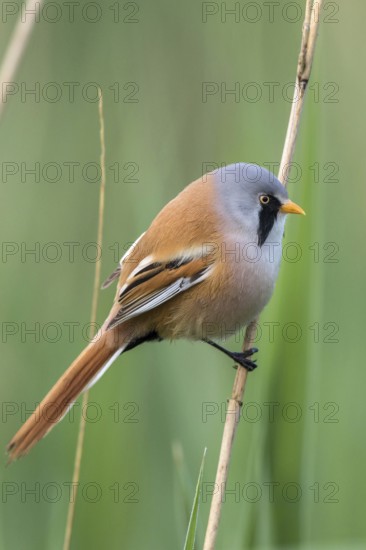 Bearded Reedling (Panurus biarmicus) male perched on reed, Mecklenburg-Western, Pomerania, Germany