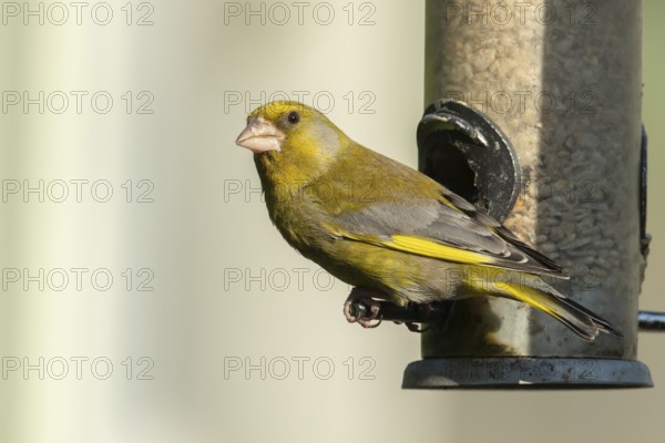 European greenfinch (Chloris chloris) adult male garden bird on a seed feeder, Suffolk, England, United Kingdom
