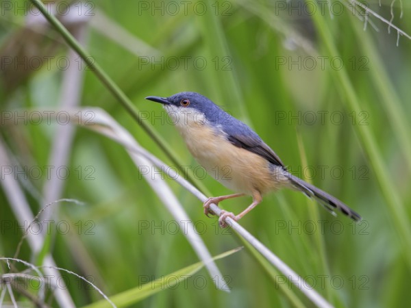 Ashy Prinia (Prinia socialis), Sri Lanka