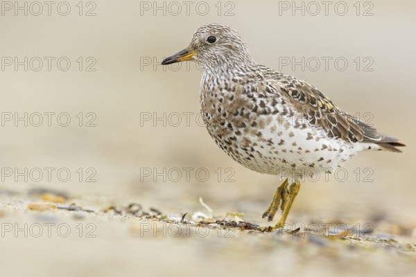 Surfbird (Aphriza virgata) feeding along a river in Nome, Alaska