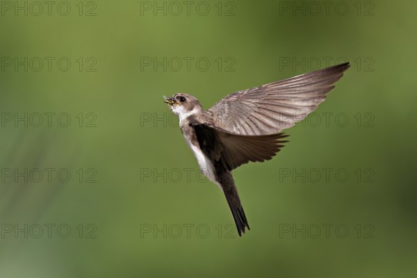 Sand martin (Riparia riparia), in flight with food in its beak, Reussegg nature reserve, Canton Aargau, Switzerland