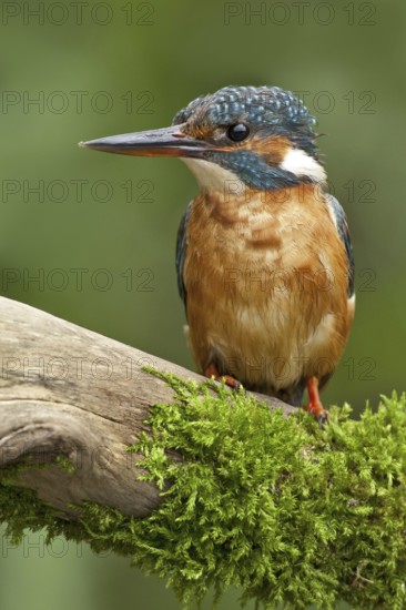 Common Kingfisher (Alcedo atthis) female, Netherlands